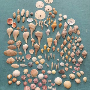 Natalie added a photo of their purchase