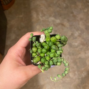 Brandie added a photo of their purchase