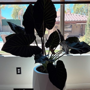 Stephanie added a photo of their purchase