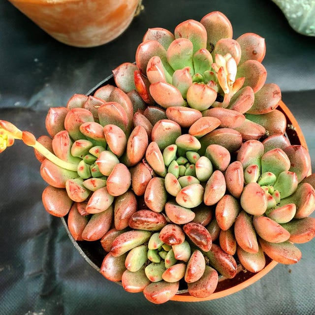 Echeveria Blue Elf Succulent,1/2/3/4 Pcs, Drought Tolerant