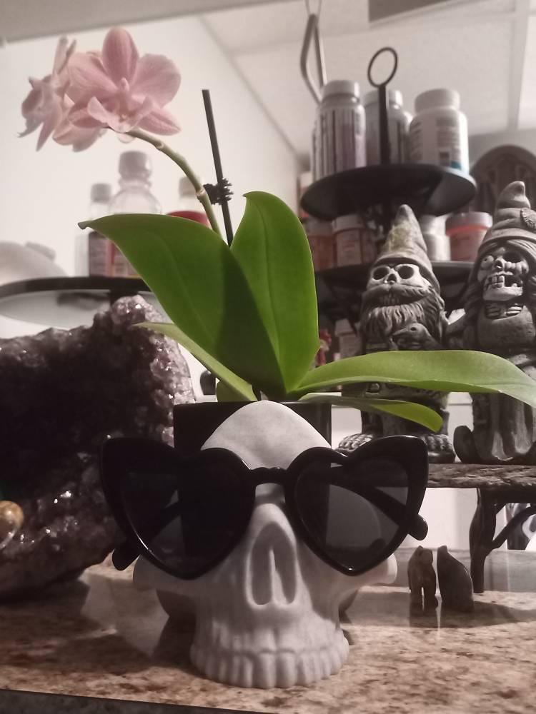 Skull Decor, Skull Bowl, Glasses Stand, Key Bowl, Glasses Holder, Skull Glasses Holder, Jewelry Bowl, Skull Plant, Skeleton Bowl, Desk