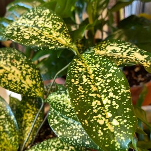 Stardust Spotted Variegated Dracaena Gold Dust Plant Etsy