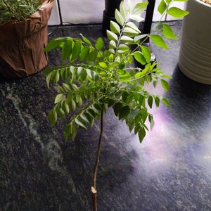 elise added a photo of their purchase