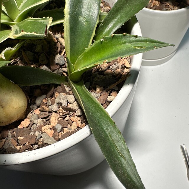kaffeepflanze bonsai Drahtbaum mit Kaffeebohnen – Rustikale Deko – Umbruss