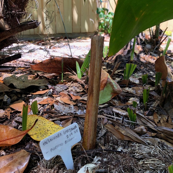 Heliconia Collinsiana Live Rhizome Tropical Exotic Plant