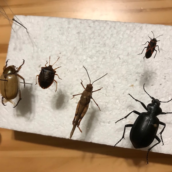 Cheap Insect Assorted Beetles Bugs Insects Wholesale Mix Lot Collection Choose 1, 5 ...