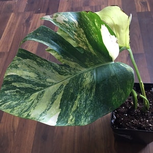 Jaime added a photo of their purchase
