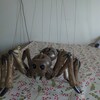 White Duck Strung Puppet Marionette Hand Made to Order in Staffordshire ...