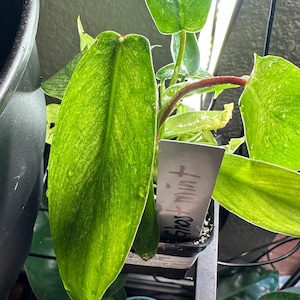 Veronica added a photo of their purchase