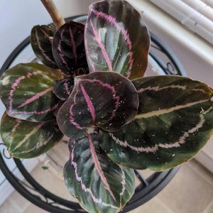 Acquirente Etsy ha aggiunto una foto del proprio acquisto