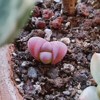 Lithops Optica Rubra - 50 Graines De Pierres Vivantes Succulentes Rares Exotiques