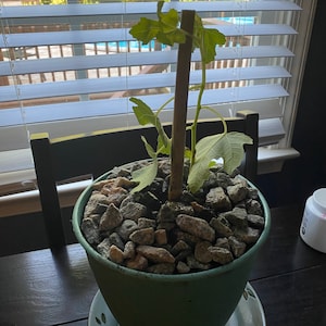 Clo ha añadido una foto de su compra