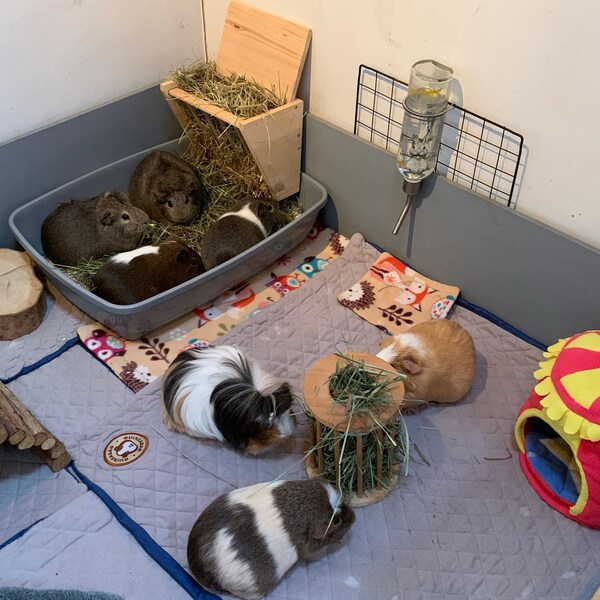 Curated visual reference: Guineadad Fleece Liner 2 0 Guinea Pig Fleece Cage Liners Photo Inspiration