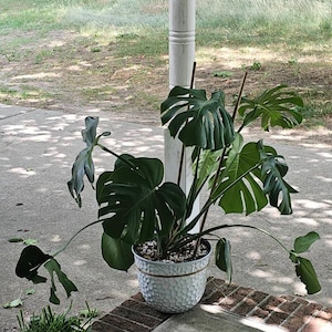 MONSTERA Terreau - Milieu de culture pour plante d'intrieur - 3 livres / 2  gallons - Etsy France