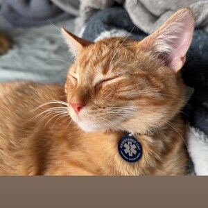 Heirloom Roma II OP Bush Bean Seeds Non GMO Stringless Italian Bean - Etsy