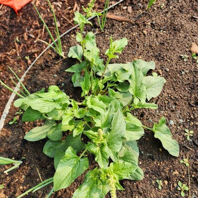 American Pokeweed 10 Seeds Phytolacca Americana Poke