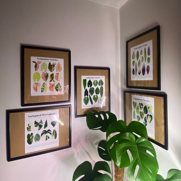 Alocasia Varieties Plant Identification Chart Digital Download Etsy