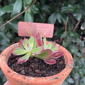 Comprador Etsy adicionaram uma foto da sua compra
