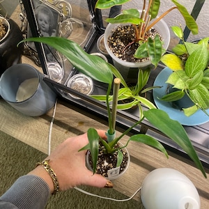 Ashley added a photo of their purchase