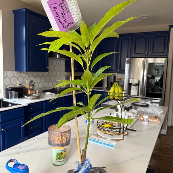 Indian Pakistani Mango Anwar Ratol Tree Grafted the Best Mango in the ...
