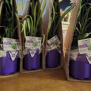 Allison a ajouté une photo de son achat