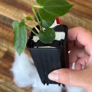 Anthurium (michelle X Zara) X BVEP Seedling - Etsy