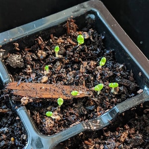 Monilaria Moniliforme Rare Succulent 10 Seeds - Etsy