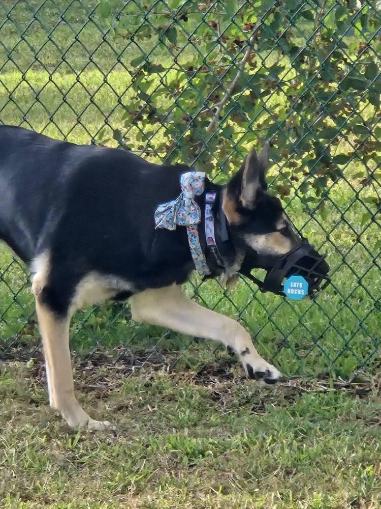 Muzzy Sign Charms | Muzzle Accessory | Muzzle Gear | Reactive Dog Gear