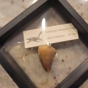 Arcelia added a photo of their purchase