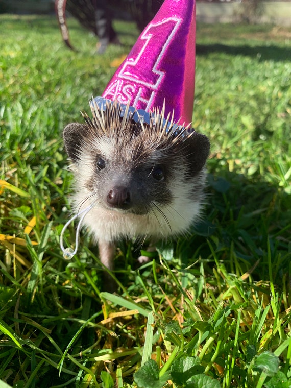 Customer photo of a pet with the First Birthday hat and matching tie or bow