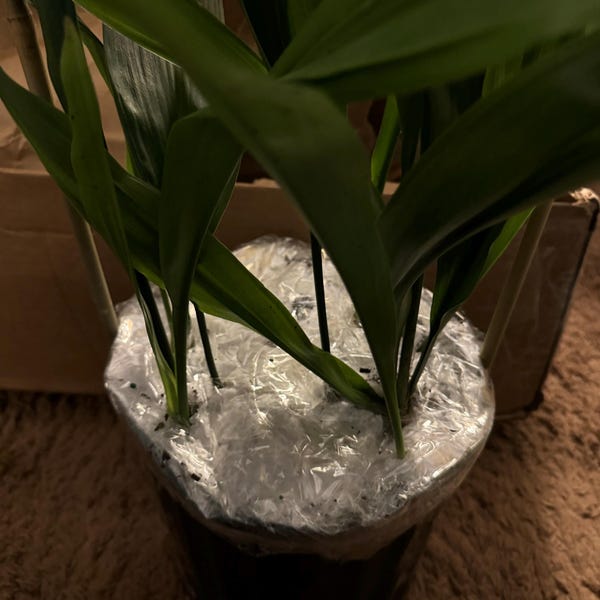 Black Asper Bamboo in 6 Pot, Bambu Hitam - Etsy