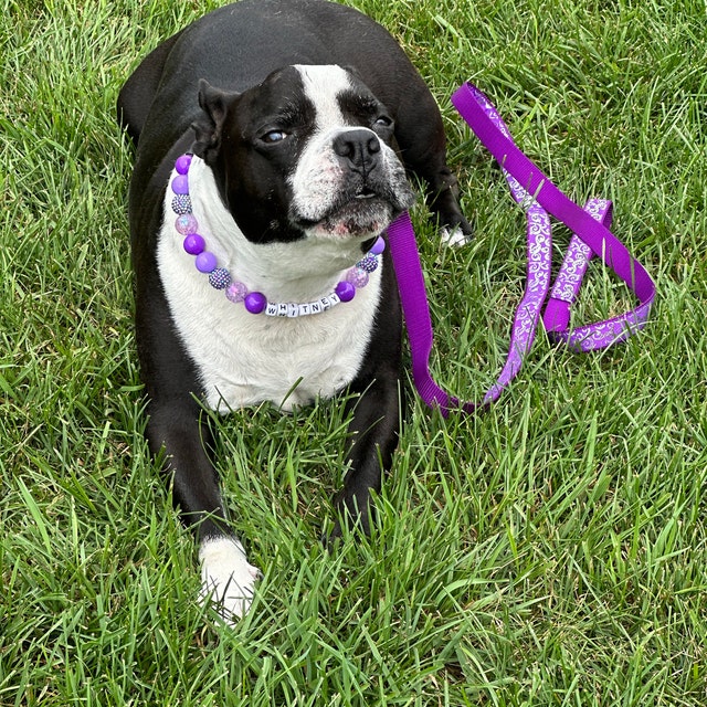 Marmoset monkey store leash