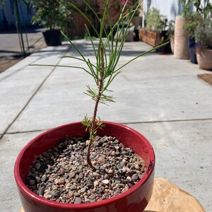 Coastal Redwood potted Live Tree - Etsy