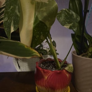 Tosha heeft een foto van de aankoop toegevoegd