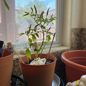 Aissa added a photo of their purchase