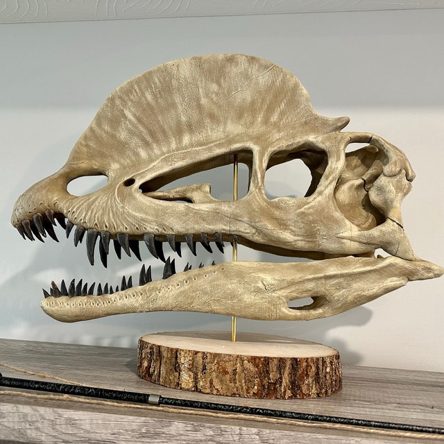 ディロフォサウルスの頭蓋骨 1:1 スケール モデル 手描きの記念品