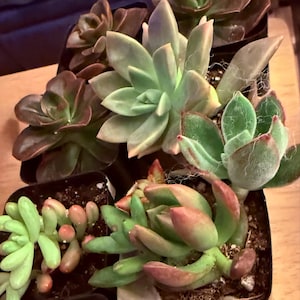 Karen added a photo of their purchase