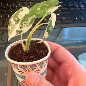 Amy added a photo of their purchase