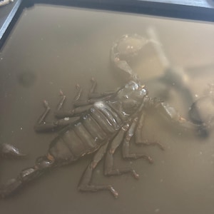 Ainslee added a photo of their purchase