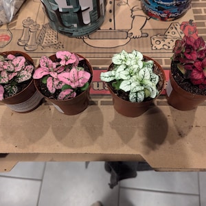 Darlene added a photo of their purchase
