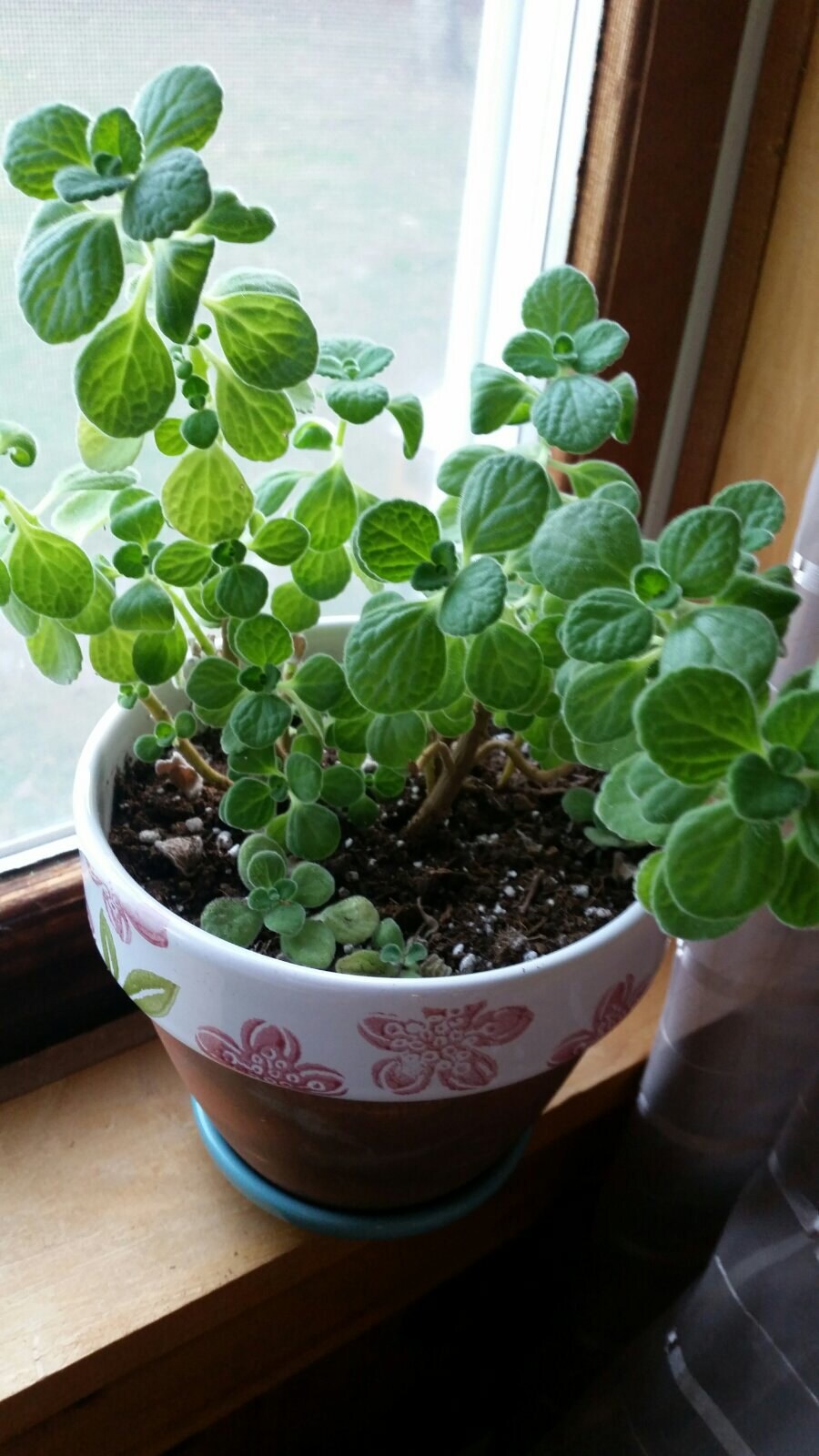 oregano