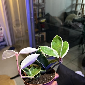 Ceylhar-Grace added a photo of their purchase