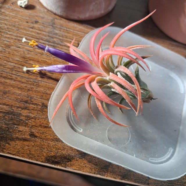 Ionantha Huamelula Mini Air Plant: Turns From Green to Red - Etsy