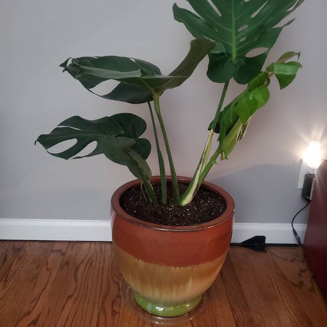 Giant Monstera Deliciosa swiss Cheese Plant, Ceriman, Cutleaf Philodendron,  Mexican Breadfruit 3ft Shipped From Sunny Florida 