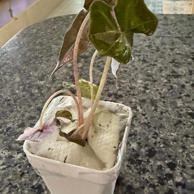 Alocasia 19A Alocasia Polly Pink Variegatedアロカシア・ポリー