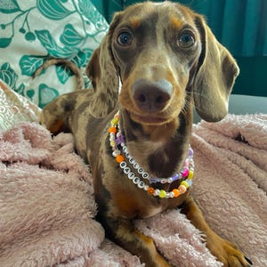 ビーズの犬用首輪：ペットの名前をカスタマイズできるネックレス