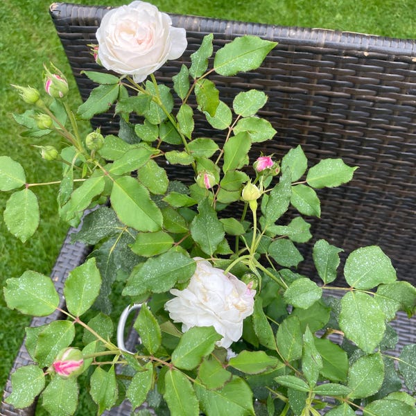 William Lobb Purple Fragrant Shrub Potted Rose 4 Litre Etsy UK William Lobb Purple Fragrant Shrub Potted Rose 4 Litre Etsy UK