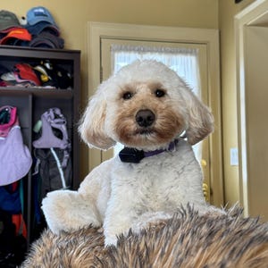Pavica added a photo of their purchase
