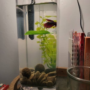 Self-cleaning Betta Fish Aquarium With River Stones Food Free US Shipping 