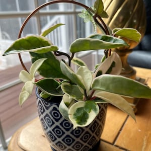 Susan added a photo of their purchase